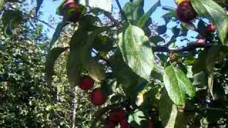 Sap Trees Malus Red glow 14-16cm girth