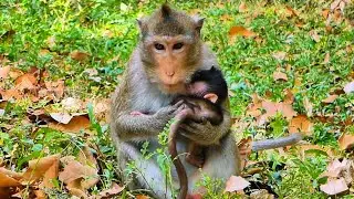 Cute baby monkey checked by mother, @monkeynaturekh