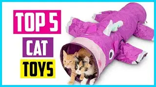✅ Top 5: Best Cat Toys For Small Apartment 2022 [Tested & Reviewed]