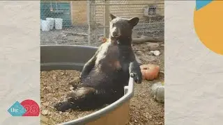 Black bear enjoys some peace and quiet in the tub