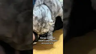 Я сам решу 😅 #видеосживотными #смешновидео #шотландскийвислоухий #смешныекоты