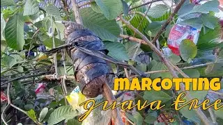 How to marcot a guava tree? | Paano mag-marcot ng bayabas?