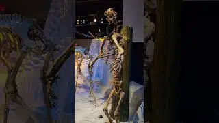 Gainesville, Florida, Florida Museum of Natural History, mounted skeletons.