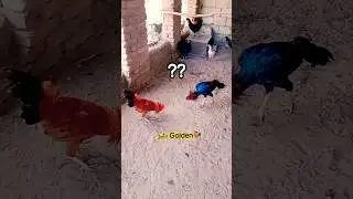 💥🐓Fight Scene Between Golden and Aseel #rooster #viralvideo #youtubeshorts #aseellovers #aseelmurga