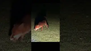 Chillin With Fox's Again #fox #shorts #wildlife #night
