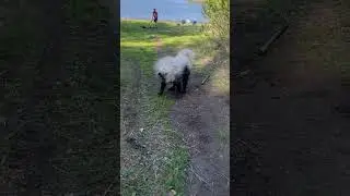 Счастливый самоед- грязный самоед #животные #забавныеживотные #animal #puppy #samoyed