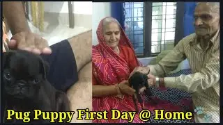Bringing Home our 5 Weeks Old Pug Puppy | First Day with pug puppy |Yuvrajsharmaofficial | Vlog