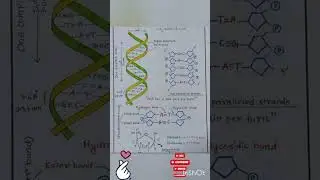 DNA Structure #DNA Model #dna