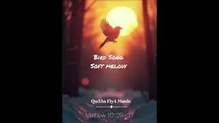 Qu33n Fiy4- Bird Song (Soft Melody) instrumental