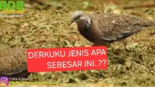 Gak sengaja NEMU TEKUKUR GEN ALPHA LIAR SUPER JUMBO DI ALAM BERWARNA UNIK..tiba2 datang