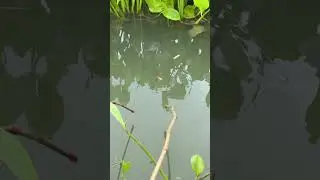 Village traditional fishing with hook #fishing #hookfishing #shorts