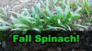 How To Plant Spinach Fall 2020