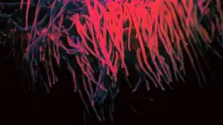Deadfader - Dusk   (Official)