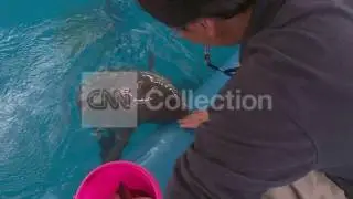 AGE OF CHINA: SAVING THE FINLESS PORPOISES