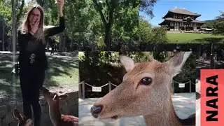 FUI MORDIDA POR UM VEADO EM NARA + CERIM&Ocirc;NIA MONGES