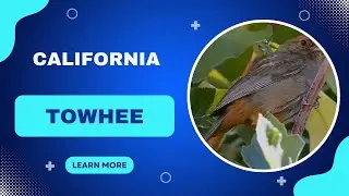 🌿 California Towhee: The Ground-Dwelling Bird of the West Coast | Amazing Planet 🐦