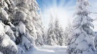 Зимний лес (стихи Анны Чекуновой)