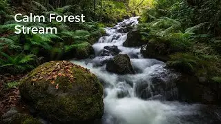 Gentle Forest Stream 🌿 Flowing River Sounds for Deep Sleep & Relaxation