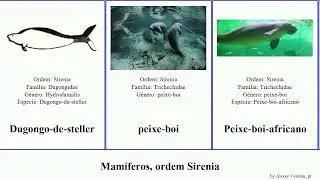 Mam&iacute;feros, ordem Sirenia mammal Fuse sirenoides French Press Peixe-boi-marinho Peixe-boi-africano