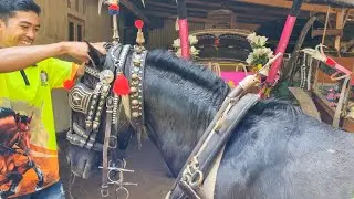 МАС РОБЕК ГОТОВИТ СВОЮ ЛОШАДЬ ПЕРЕД ОТПРАВЛЕНИЕМ НА БАЗУ ❗️КОНЬ ДЕЛЬМАН, ЛОШАДЬ, ВЕРХОВАЯ ЛОШАДЬ ...