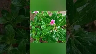 #flower #raindrops