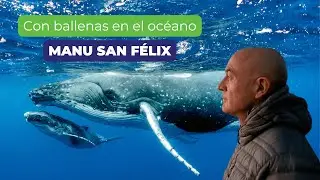 Ballenas en el océano - Manu San Félix