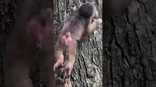 Against All Odds: A Peculiar Baby Monkey Finds a Home in Angkor Thom#17