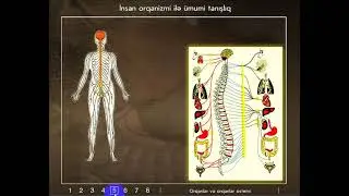 2  insanın toxuması  orqan və orqanlar sistemi