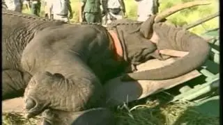 Elephants showing the Power of Mentors - Ignite Youth Mentoring