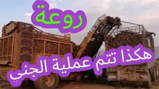 جني الشمندر السكري بالطرق العصرية بنواحي مدينة سوق السبت/بني ملال /دار الشمس