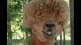 why i think llamas are cool