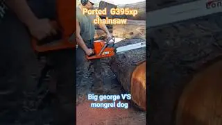 G395xp ported x 2 big george v's mongrel dog ported chainsaw fight 💪