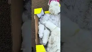 Niki puppies 1/7/26 First day outside