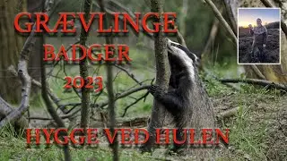 Gr&aelig;vling hygge ved hulen//Dansk naturfilm//Gr&aelig;vling//Badger//Gr&aelig;vlinger//naturfilm//