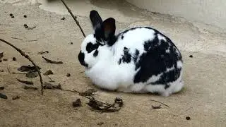 Hasen Damen Tiergarten Zoo Sch&ouml;nbrunn Bunny Hauskaninchen Kaninchen Damen gesundes Bio Salat Mahl