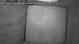 CAM 4 - Nichoir &agrave; m&eacute;sange / Eurasian Blue and Great Tit Nest Box