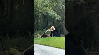 Outtake: Bear Feeder