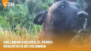 HALLARON a OLIVER, uno de los PERROS RESCATISTAS en COLOMBIA