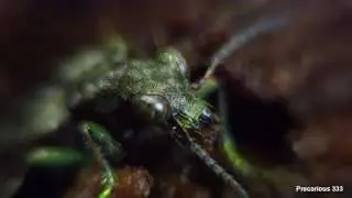 Elaphrus americanus (Thought it was a Tiger Beetle)