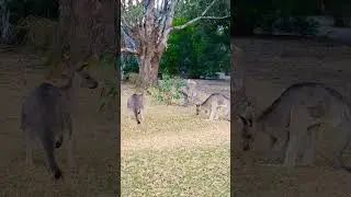 two male kangaroo confrontation #kangarooaustralia #shortsfeed #wildlife #hallsgap