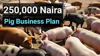 Starting a Pig Farm with 250,000 naira - Conditions attached!