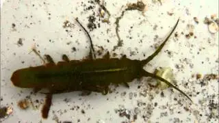 Idotea montereyensis