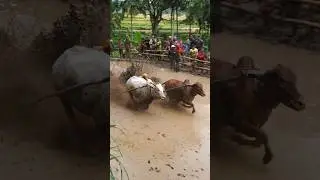 Pacu Jawi Story‼️ The Wild Bull Race from West Sumatra, Indonesia 🇮🇩 | Traditional Mud Sport #shorts