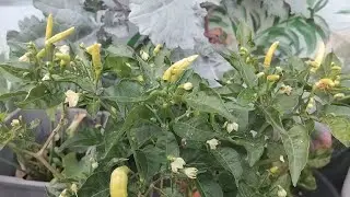 Kegiatan kita hari ini ngapain aja ya 🤭👌
