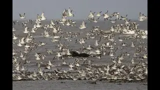 A massive flock of birds at Heysham