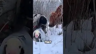 Животноводство на Аляске. Жизнь в условиях экстремального холода. #факты #короткоевидео
