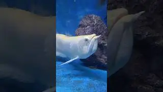 #fish #see #watercreatures #travel #vlog #travelblogger #subhanallah #allah #allahuakbar #nature
