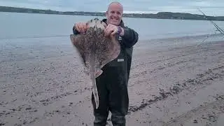 Undulate Ray fishing in Tralee bay.
