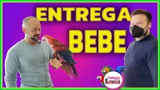 👉 ENTREGA de LORO BEBE a su 🦜NUEVO PAPI🦜