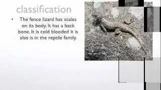 Northern Fence Lizard by Aidan